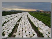 Campo de Cartagena - Plantacin de Escarolas